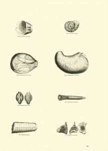 Seite aus dem Bildmuseum der belebten Natur