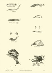 Seite aus dem Bildmuseum der belebten Natur von English School