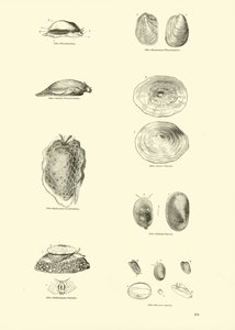 Seite aus dem Bildmuseum der belebten Natur