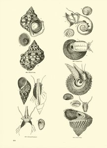 Seite aus dem Bildmuseum der belebten Natur von English School