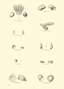 Seite aus dem Bildmuseum der belebten Natur von English School