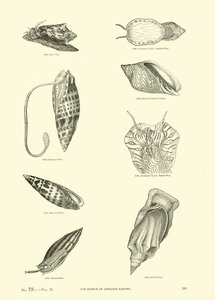 Seite aus dem Bildmuseum der belebten Natur von English School