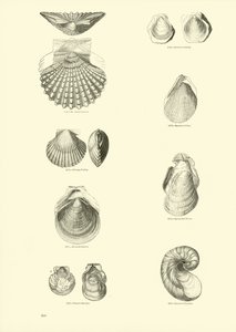 Seite aus dem Bildmuseum der belebten Natur von English School