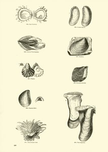 Seite aus dem Bildmuseum der belebten Natur