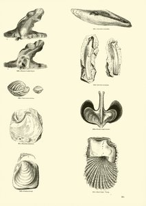Seite aus dem Bildmuseum der belebten Natur von English School