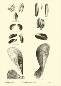 Seite aus dem Bildmuseum der belebten Natur von English School