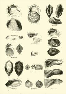 Seite aus dem Bildmuseum der belebten Natur