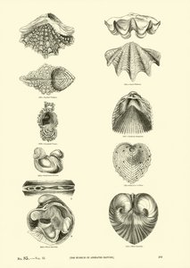 Seite aus dem Bildmuseum der belebten Natur von English School