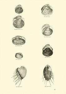 Seite aus dem Bildmuseum der belebten Natur von English School