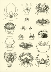 Seite aus dem Bildmuseum der belebten Natur von English School