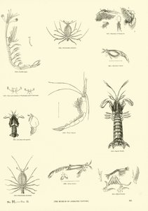 Seite aus dem Bildmuseum der belebten Natur von English School