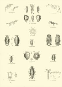 Seite aus dem Bildmuseum der belebten Natur von English School