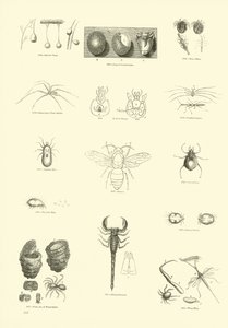 Seite aus dem Bildmuseum der belebten Natur von English School