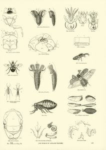 Seite aus dem Bildmuseum der belebten Natur von English School