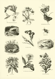 Seite aus dem Bildmuseum der belebten Natur