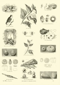 Seite aus dem Bildmuseum der belebten Natur