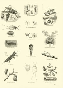 Seite aus dem Bildmuseum der belebten Natur von English School