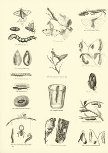 Seite aus dem Bildmuseum der belebten Natur von English School