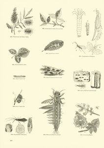 Seite aus dem Bildmuseum der belebten Natur