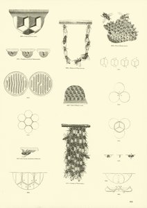 Seite aus dem Bildmuseum der belebten Natur von English School