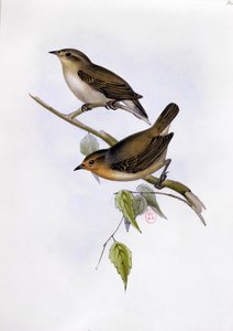 Paar von Certhidea Olivacea, Illustration aus Die Zoologie der Reise der H.M.S. Beagle, 1832-36, von Charles Darwin, 1840