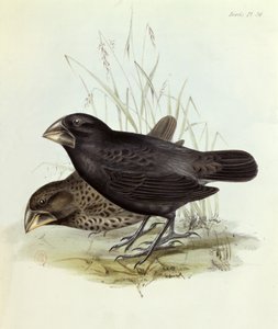 Paar von Geospiza Magnirostris, aus Die Zoologie der Reise der H.M.S. Beagle 1832-36, von Charles Darwin, 1840, London