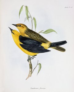 Paar von Xanthornus Flaviceps, Illustration aus Die Zoologie der Reise der H.M.S. Beagle, 1832-36, von Charles Darwin, 1840