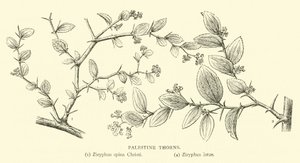 Palästinische Dornen
