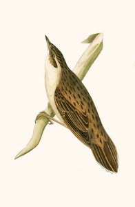 Pallas-Grasmücke, Illustration aus 