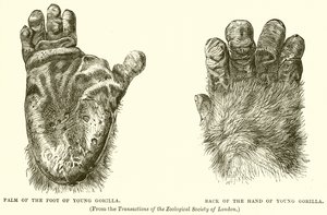 Handfläche des jungen Gorillas. Rückseite der Hand des jungen Gorillas von English School