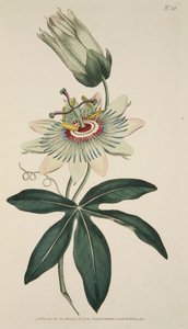Passiflora Coerulea Gemeine Passionsblume, veröffentlicht 1786 handkolorierter Stich von English School