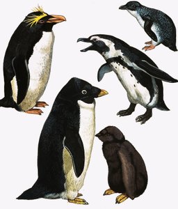 Pinguine
