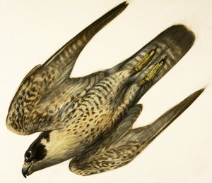 Wanderfalke