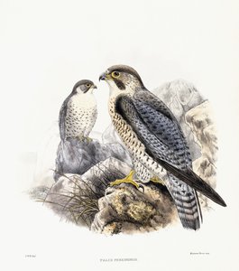 Wanderfalke - Falco Peregrinus