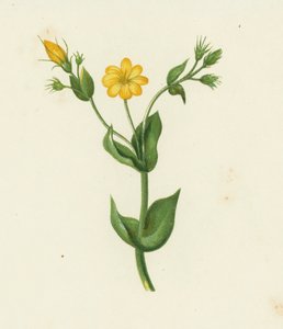 Durchwachsener Bitterling, Chlora Perfoliata von English School