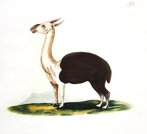 Peruanischer Guanako, ca. 1810
