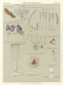 Peziza und Penicillium von English School