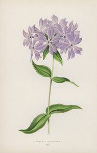 Phlox Divaricata von English School