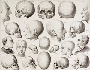Phrenologische Illustration, die die psychologischen Beziehungen des Gehirns zeigt, aus einem Druck des 19. Jahrhunderts von English School