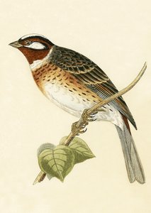 Fichtenammer, Illustration aus 