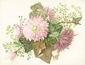 Rosa Blumen (Dahlie) von English School