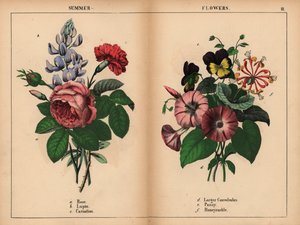 Rosa Kohlrose, blaue Lupine, scharlachrote Nelke, violette größere Winde, violette und gelbe Stiefmütterchen und rosa und orangefarbene Geißblatt, aus 