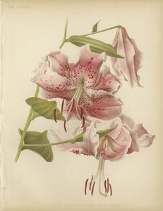 Rosa Lilie von English School