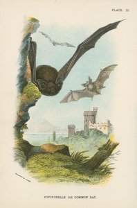 Zwergfledermaus oder Gemeine Fledermaus von English School