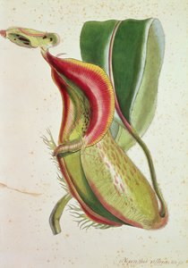 Kannenpflanze: Nepenthes villosa (insektenfressend), signiert H.K