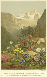 Pflanzen der alpinen Region, die Nordkalkalpen von English School