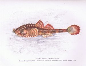 Pogge, Natur in Großbritannien veröffentlicht von Collins von English School
