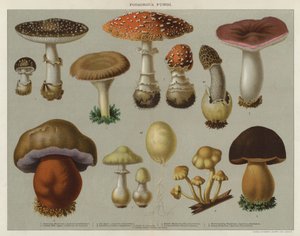 Giftige Pilze (Farblithographie) von English School