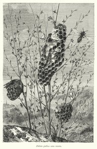 Polistes gallica und Nester von English School