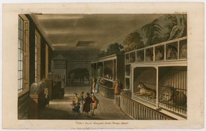Politos Royal Menagerie, Exeter Change, Strand von English School